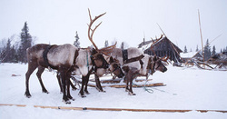 ���������� ��������� ������� - ����� ������ ����� �������