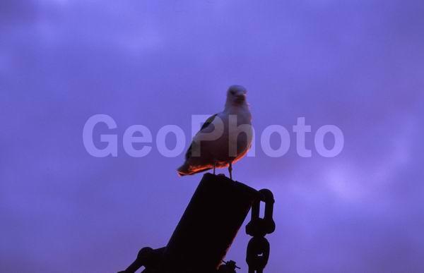 ����, �����, ����, �������, �����, �����