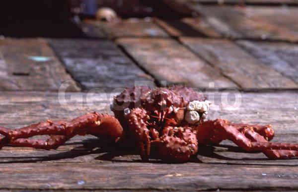 ������, �������, ����, ������, ��������, ���������� ����, �����