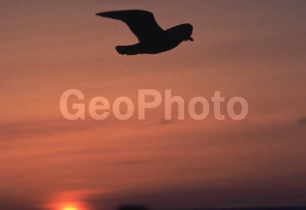 �����, �����, �����