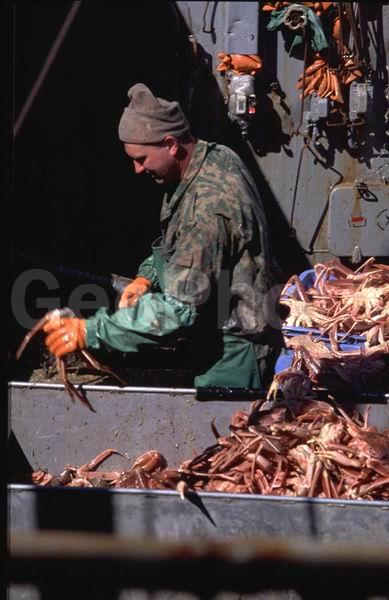 ��������, ����-������� ������, �������� ��������, ��������, ���������, ���������� �����, �������, ����, ������������, ������� �����, ������� ����������, �������, �����