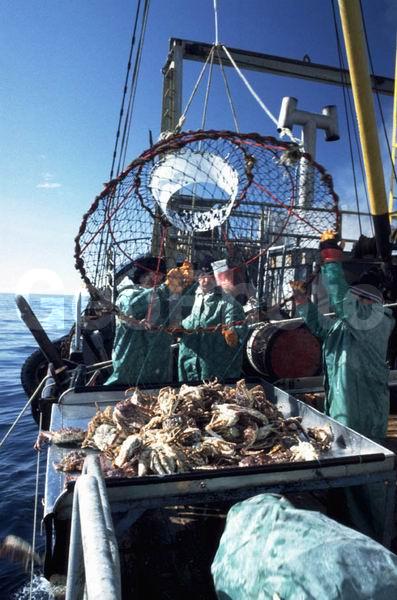 Paralithodes camtschaticus, ��������, ����� ����, ���������� ����, �������� �������, �������� ��������, ��������, ���������, ������������, ������� ���������, ������������, ������