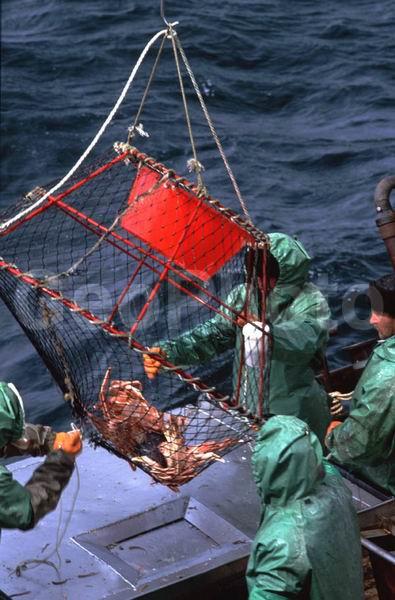 Paralithodes camtschaticus, ��������, ����� ����, ���������� ����, �������� �������, �������� ��������, ��������, ���������, ������������, ������� ���������, ������������, ������