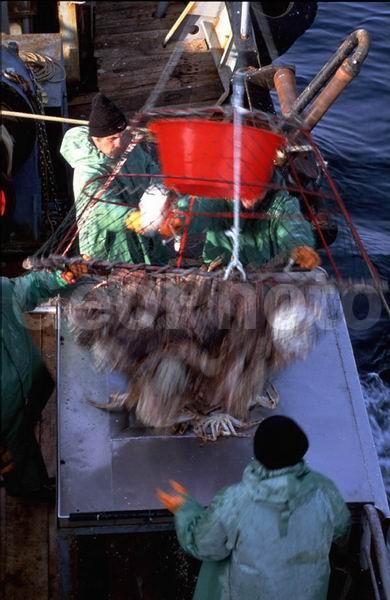 Paralithodes camtschaticus, ��������, ����� ����, ���������� ����, �������� �������, �������� ��������, ��������, ���������, ������������, ������� ���������, ������������, ������