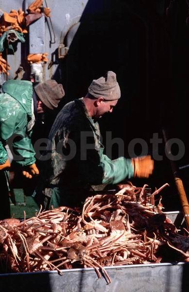 Chionoecetes opilio, ��������, ����-������� ������, �������� ��������, ��������, ����������� �����, ���������, �������, ����, ������������, ������� �����, ������� ����������, �������, �����