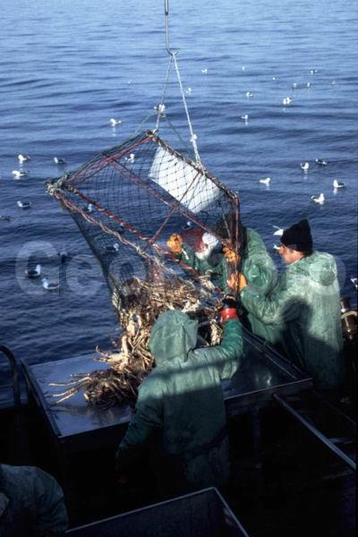 Paralithodes camtschaticus, ��������, ����� ����, ���������� ����, �������� �������, �������� ��������, ��������, ���������, ������������, ������� ���������, ������������, ������