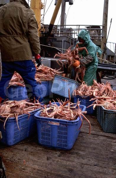 Chionoecetes opilio, ��������, ����-������� ������, �������� ��������, ��������, ����������� �����, ���������, �������, ����, ������������, ������� �����, ������� ����������, �������, �����