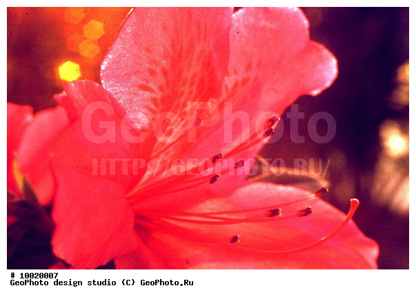 12, �������, ���������