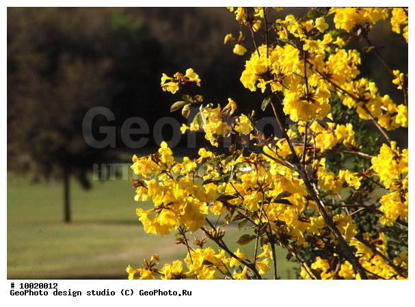 12, �������, ���������