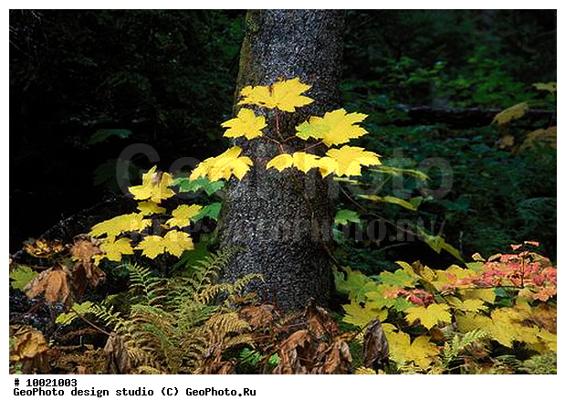 12, �������, ���������, �������, ������