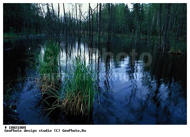 12, �������, ���������, �������, ������