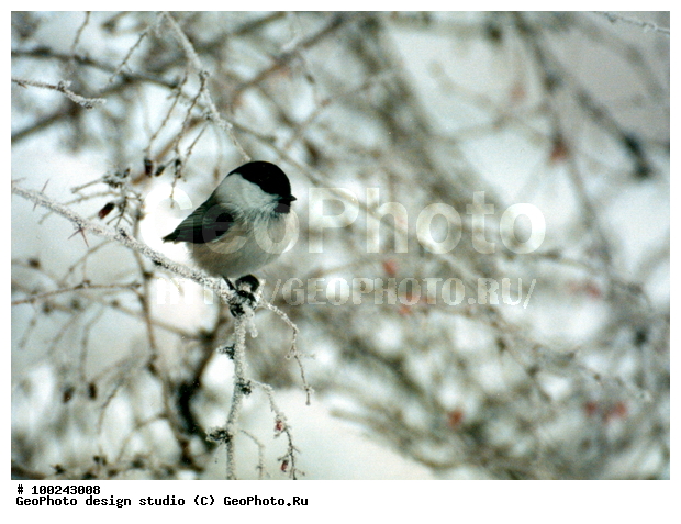 12, ���������, �����