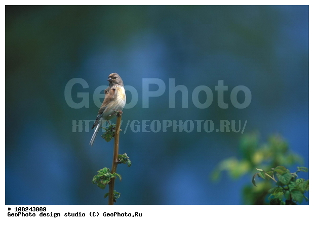 12, ���������, �����