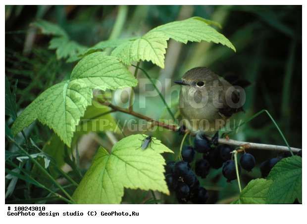 12, ���������, �����