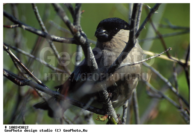 12, ���������, �����