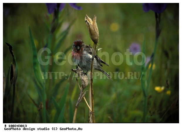 12, ���������, �����