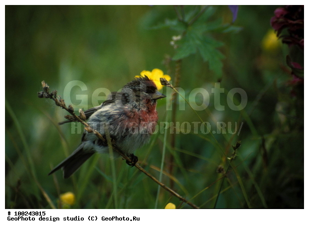 12, ���������, �����