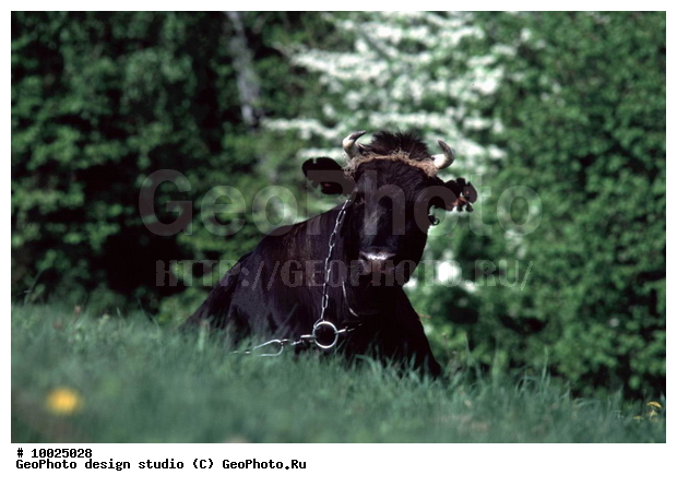 12, ����������� ������, �������, ���������, ������