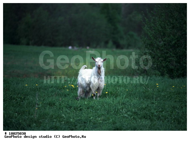 12, ����������� ������, �������, ���������, ������