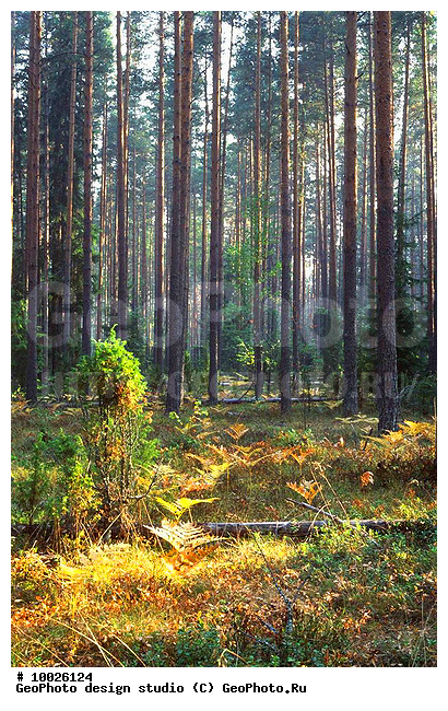 12, ������������, ������� ����, ���������, �����