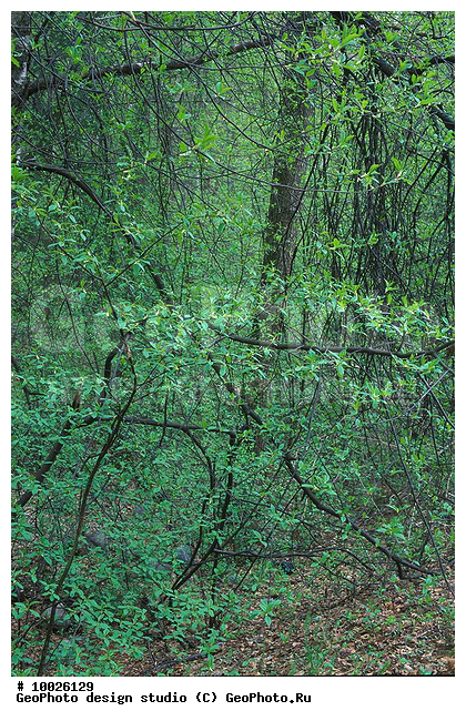 12, ������������, ������� ����, ���������, �����