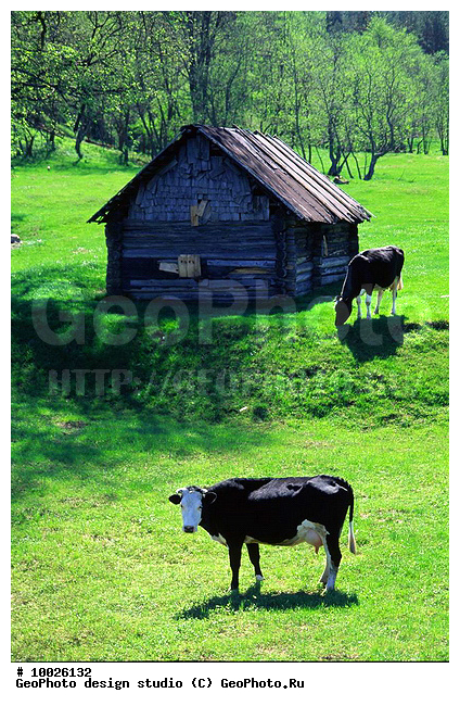 12, ������������, ������� ����, ���������, �����