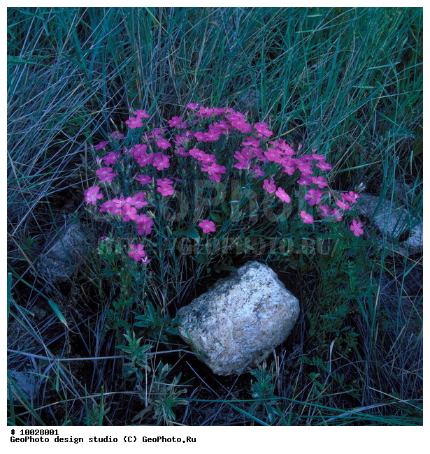 12, ���������