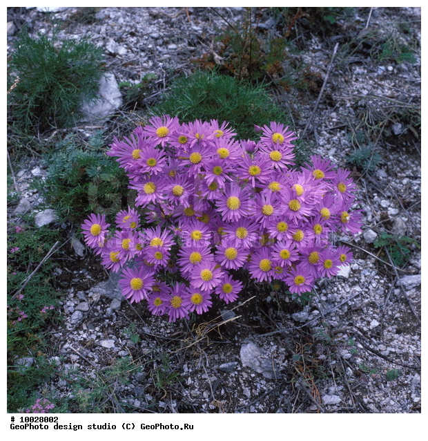 12, ���������