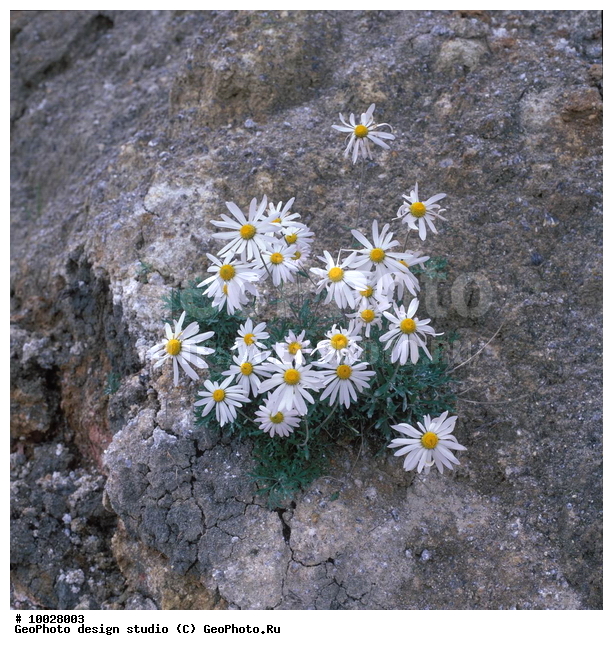 12, ���������