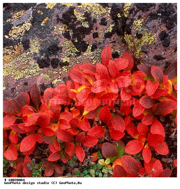 12, ���������