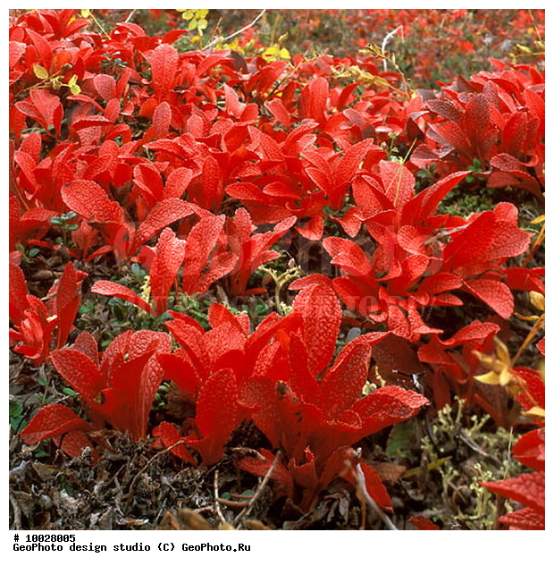 12, ���������