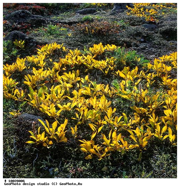 12, ���������