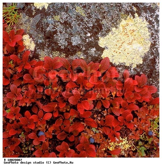 12, ���������