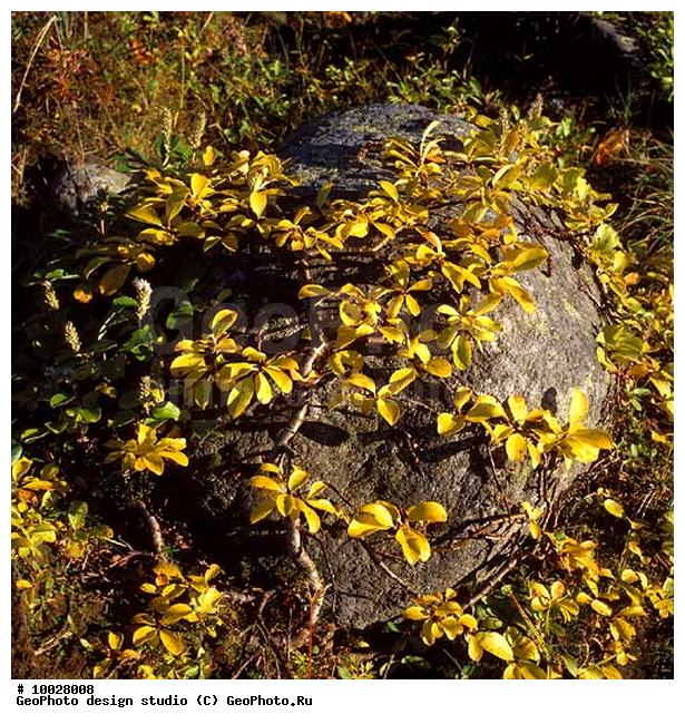 12, ���������