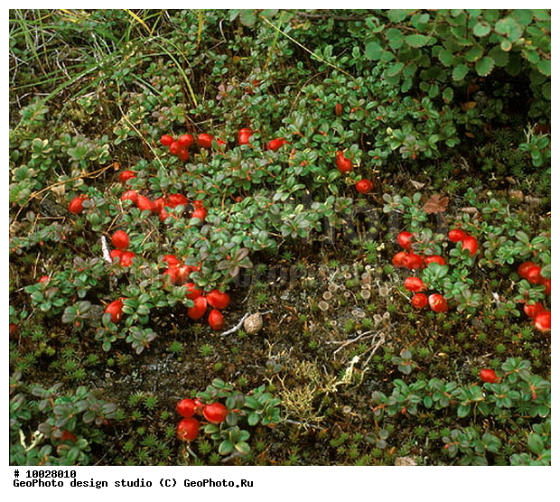 12, ���������