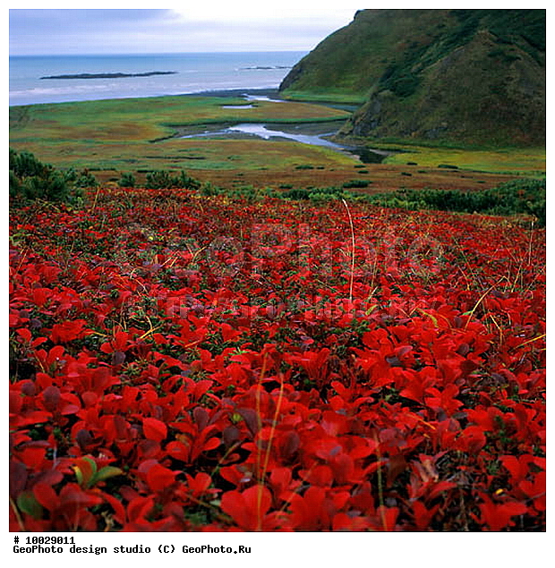 12, ���������