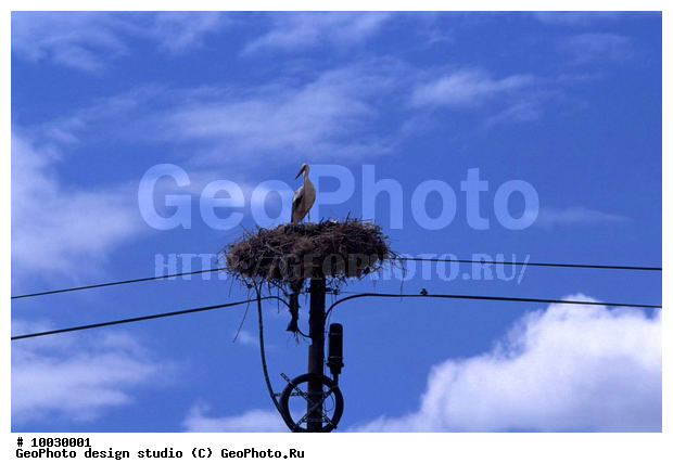 12, ���������, �����