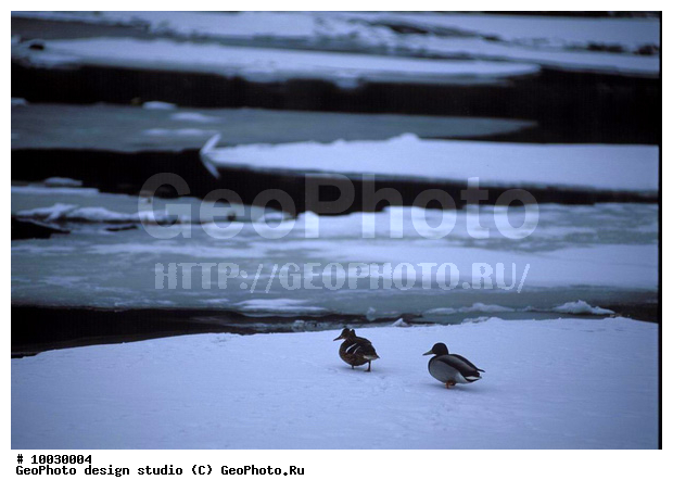 12, ���������, �����