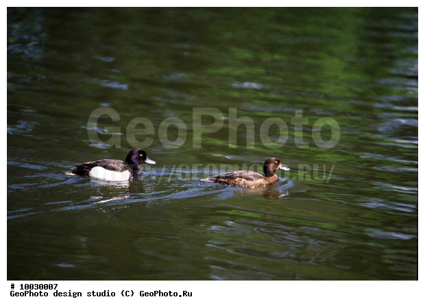 12, ���������, �����