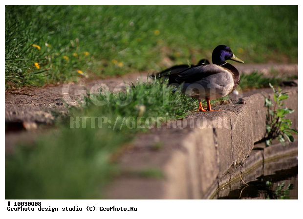 12, ���������, �����