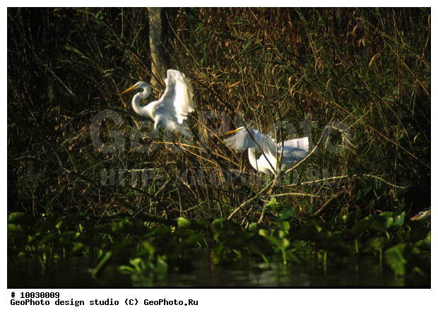 12, ���������, �����