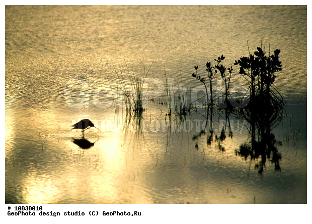 12, ���������, �����