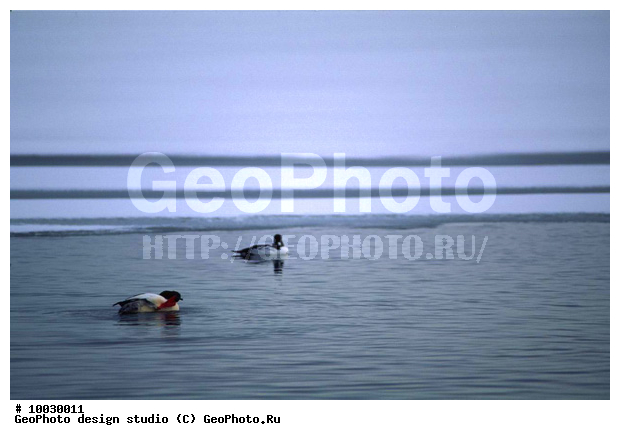 12, ���������, �����