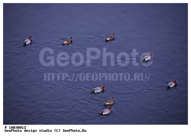 12, ���������, �����