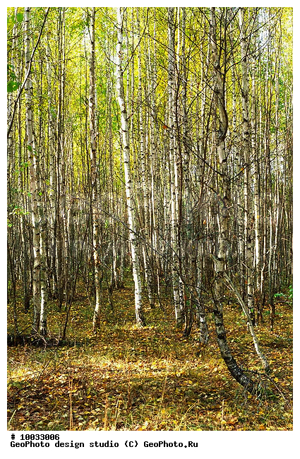 12, ������������, ���������, ���