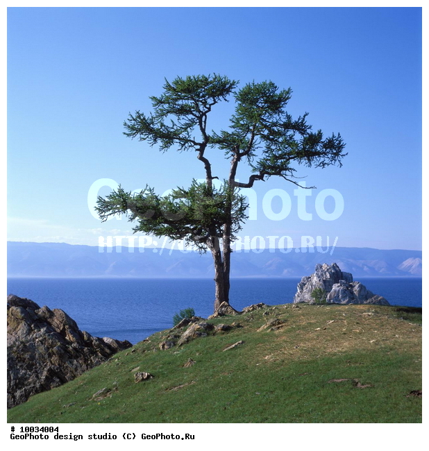 12, ���������