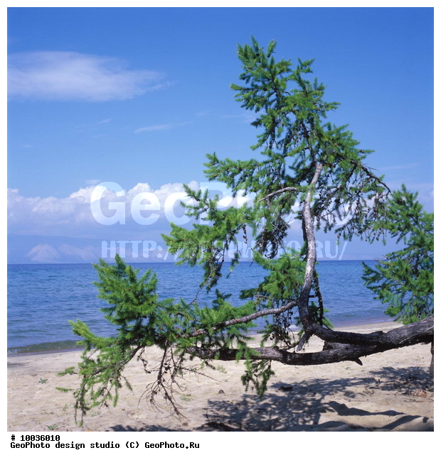 12, ���������