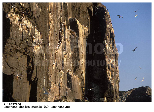 12, ���������