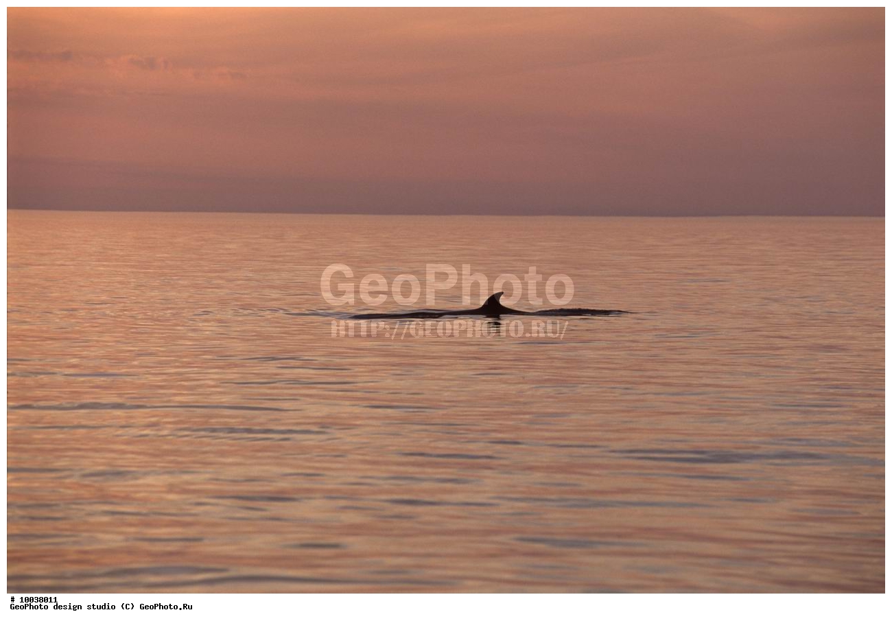 12, ���������