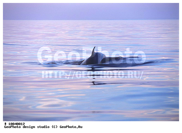 12, ���������